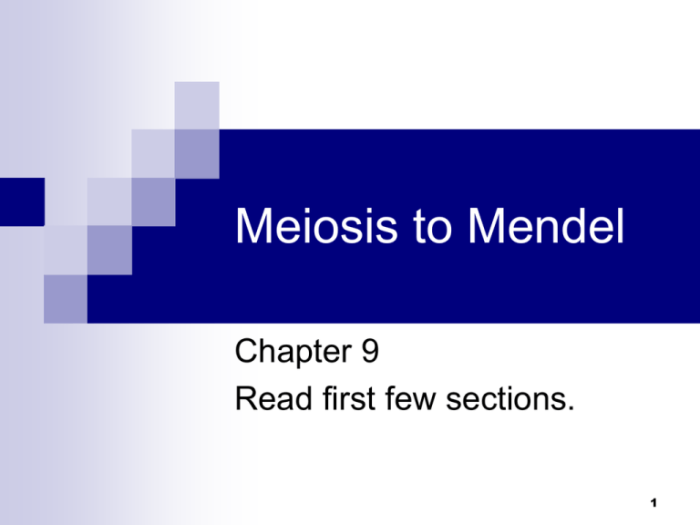 Meiosis mendel genetics