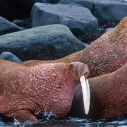 What is a group of walrus called