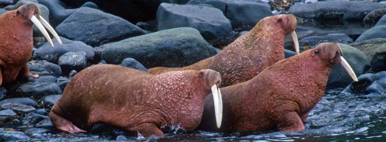 What is a group of walrus called