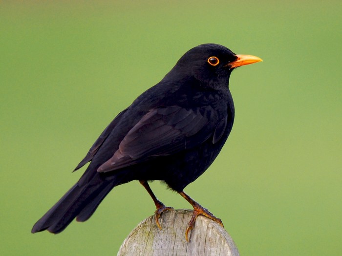 Black bird yellow beak michigan