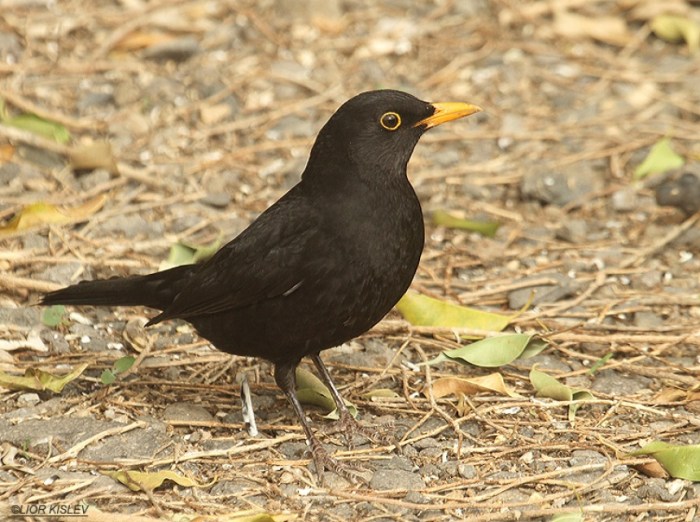 Orange beak blackbird starling blackbirds