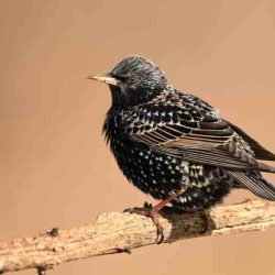 Black bird yellow beak michigan