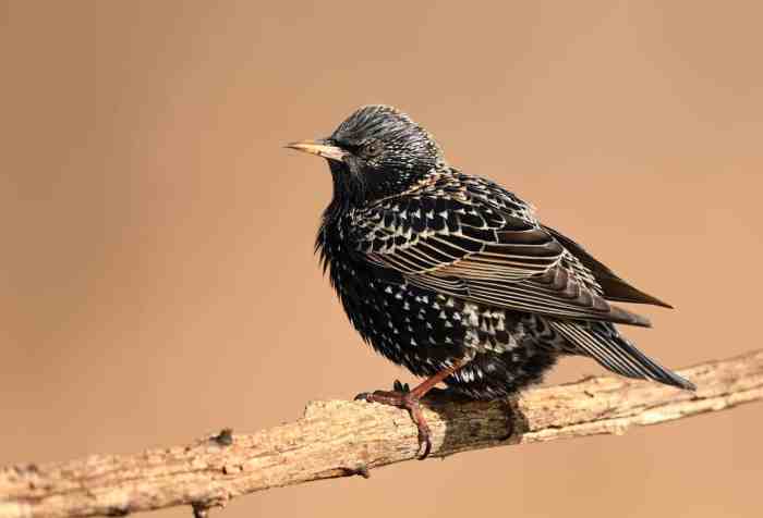 Black bird yellow beak michigan