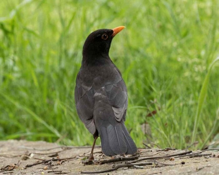 Feathers starling bird european blackbirds feeders flocking usfws wild