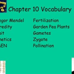 Chapter 10 mendel and meiosis