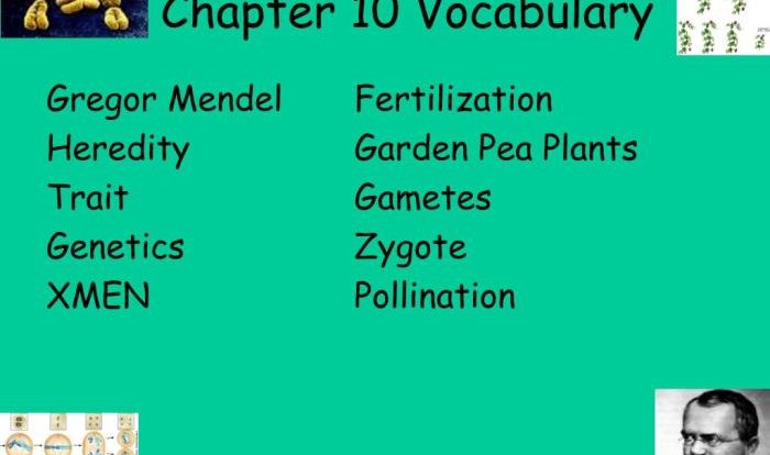 Chapter 10 mendel and meiosis