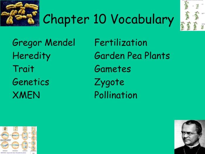 Chapter 10 mendel and meiosis