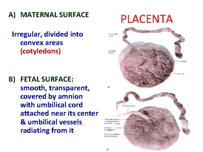 Stage third labour placenta placental separation physiology mechanism figure