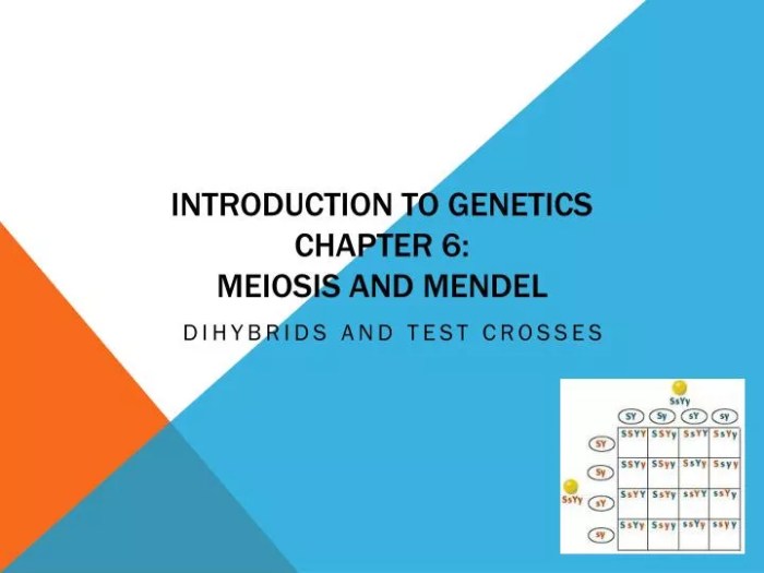 Chapter 10 mendel and meiosis