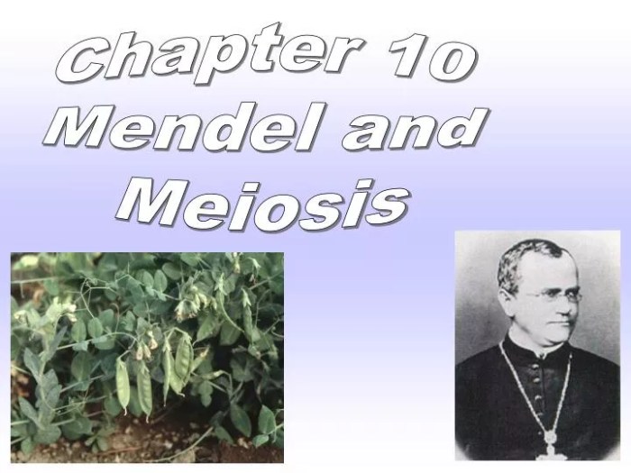 Chapter 10 mendel and meiosis