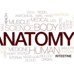 Comprehending anatomy and physiology terminology