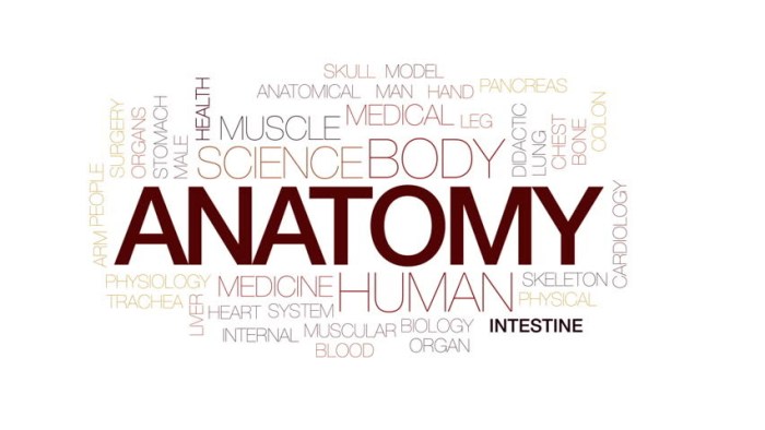 Comprehending anatomy and physiology terminology