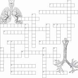Infection control crossword puzzle answer key