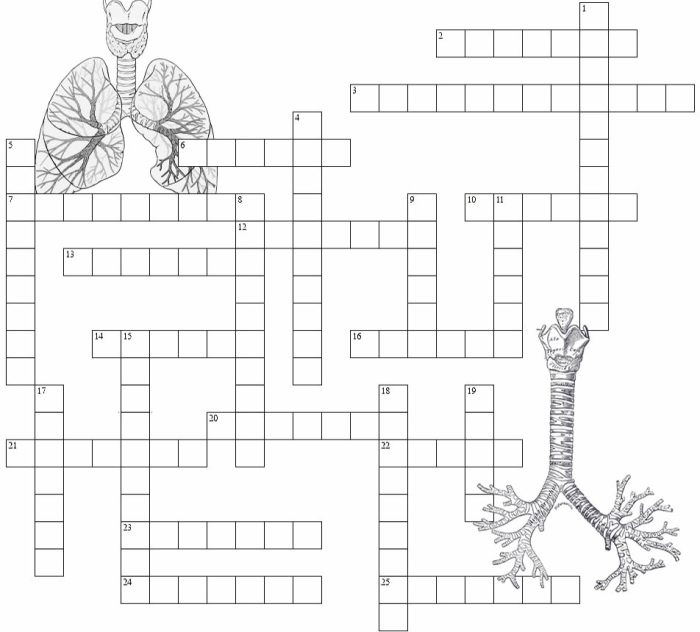 Infection control crossword puzzle answer key